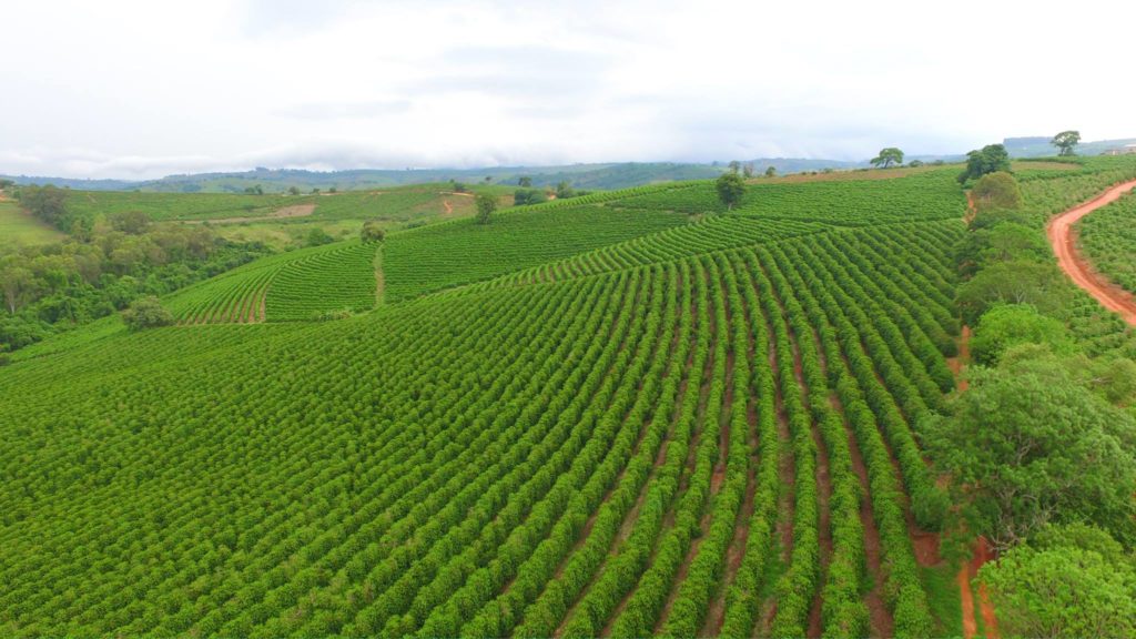 Coffee Fields In Mogiana, Brazil