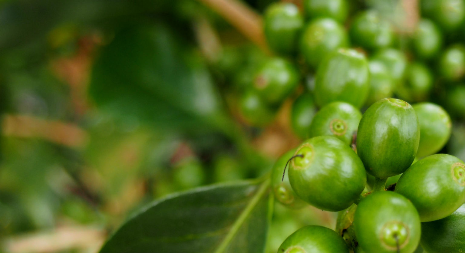 Indian Monsooned Malabar Green Coffee Beans Burman Coffee Traders