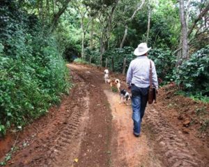 Medellin man walking dogs