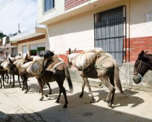 Medellin donkey transport