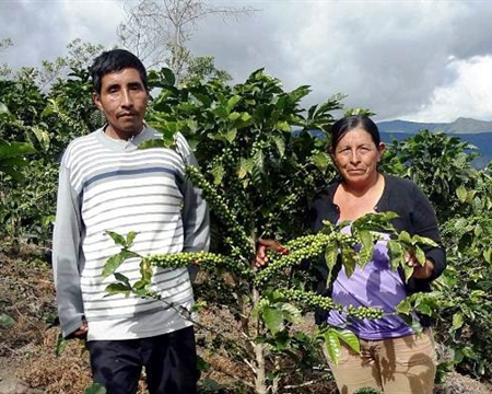 Norte farmers pose with a coffee plant in Peru