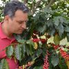 Person looking at coffee plants at Ramirez Estate