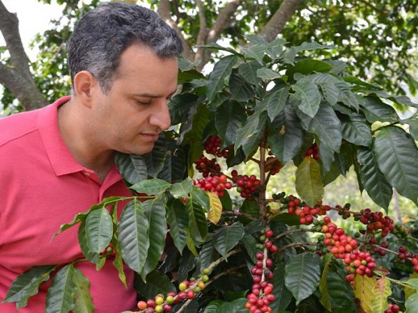 Person looking at coffee plants at Ramirez Estate