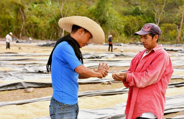 Workers examing a handful of coffee beans in front of drying beds