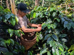 Blue Moon worker picking coffee cherries in Indonesian Bali
