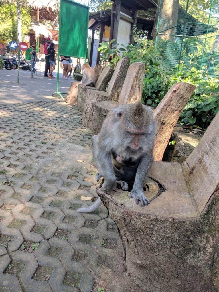 A monkey on a log chair in Indonesian Bali