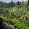 Indonesian Bali landscape