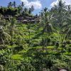 Indonedia Bali Kintamani landscape
