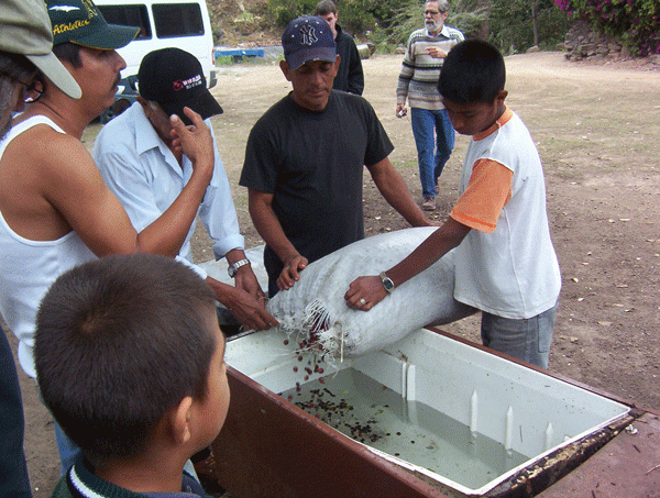 Workers pouring a large sack of coffee cherries into a small trough of water at Terruno Nayarita in Mexico
