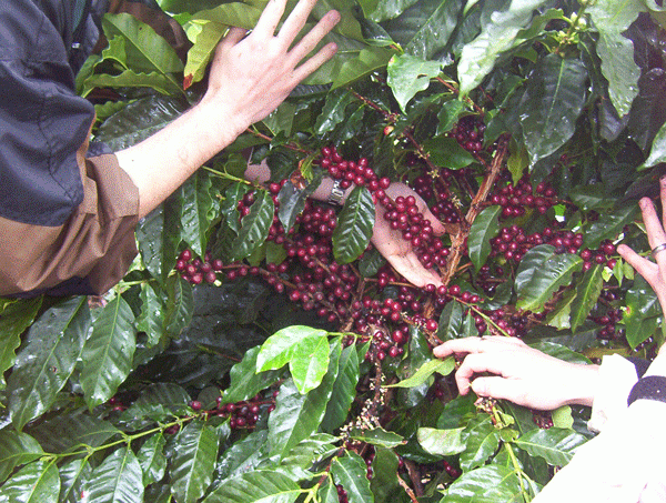 Terruno Nayarita coffee cherries on plant in Mexico