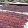 Coffee cherries in drying beds at Terruno Nayarita in Mexico