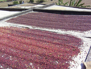 Coffee cherries in drying beds at Terruno Nayarita in Mexico