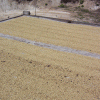 Terruno Nayarita coffee drying beds in Mexico