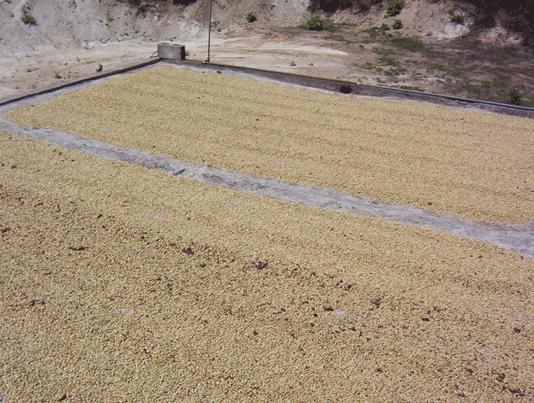Terruno Nayarita coffee drying beds in Mexico
