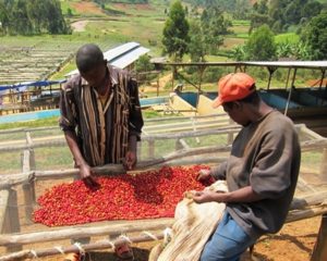 People sorting coffee cherries on a mesh table outdoors