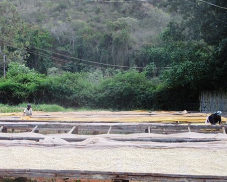 Workers sorting coffee beans on large drying beds