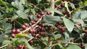 jinotega coffee cherries