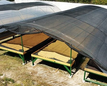 coffee drying beds