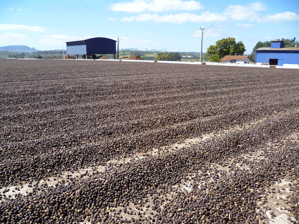 Coffee beans drying at a Sao Francisco Estate Drying Patio in Brazil