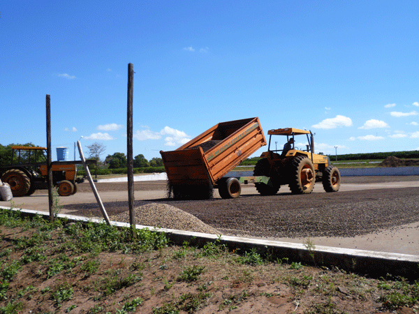 A tractor with dumping coffee onto a drying area at Sao Francisco Estate in Brazil