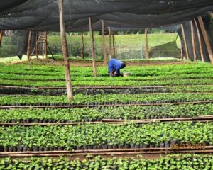 bugisu coffee nursery