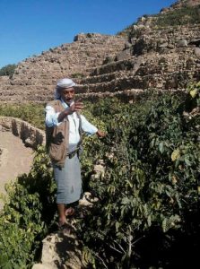 Burrai farmer with coffee plants in Yemen