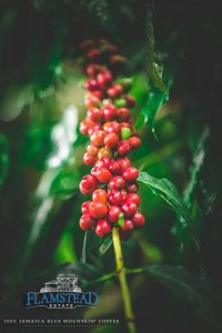 Coffee cherries on plant