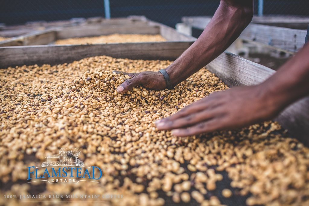 Flamstead Estate worker sorting drying coffee beans in Jamaica