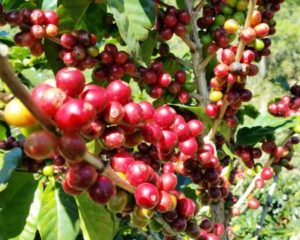 Coffee cherries on plant in Huila, Colombia
