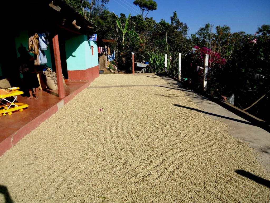 MAM coffee drying bed in Guatemala