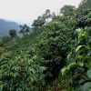 MAM coffee farm landscape in Guatemala