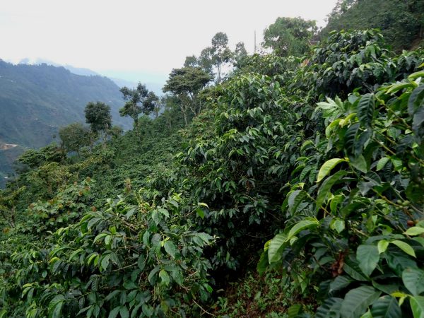 MAM coffee farm landscape in Guatemala