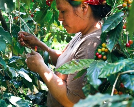 Cerro Las Ranas Worker picking coffee cherries