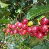 red and green mysore coffee cherries