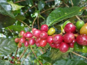 red and green mysore coffee cherries