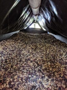 Coffee beans drying at las brisas in Nicaragua
