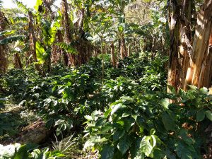 Finca Las Brisas coffee fields among the forest in Nicaragua