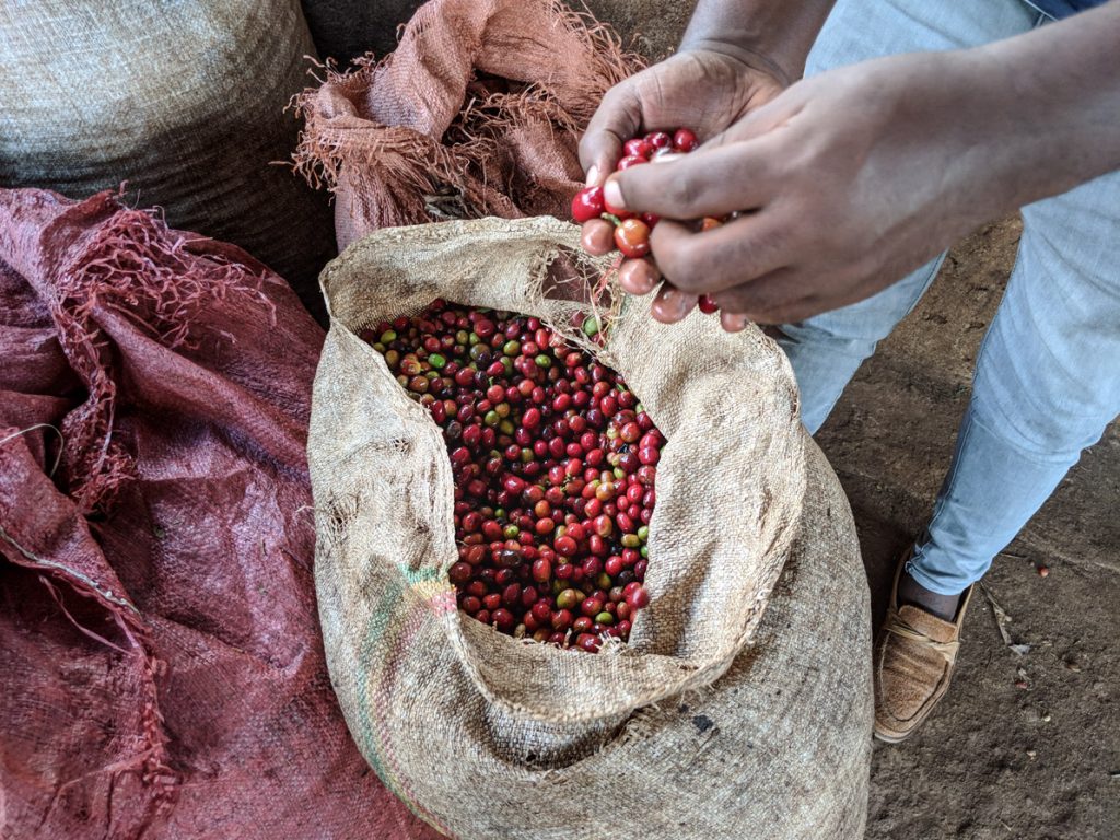 Worker holding coffee cherries over burlap sacks filled with them