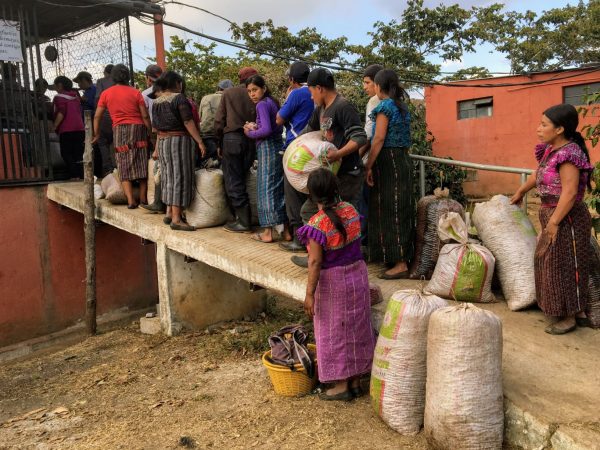 Workers at Finca De Dios bringing large sacks of coffee beans up a ramp