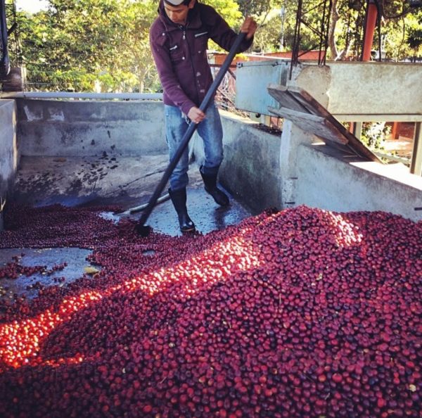 Workers at Finca De Dios pushing coffee cherries into a processing area