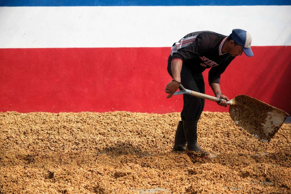Man shoveling coffee beans to dry at Las Lajas