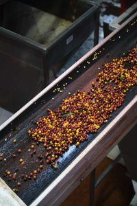 Coffee cherries on a conveyor belt at las lajas coffee sorting