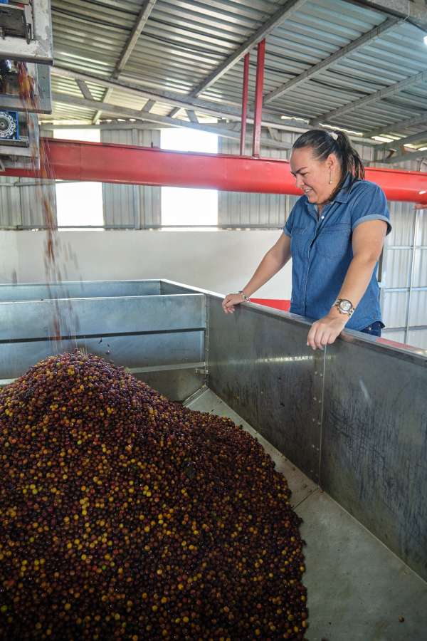 Coffee beans pouring into a hopper at las lajas mill
