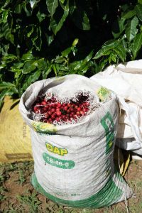 las lajas coffee cherries in a large bag