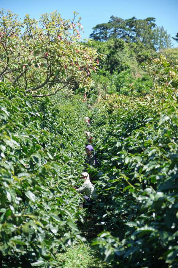 las lajas workers and coffee trees