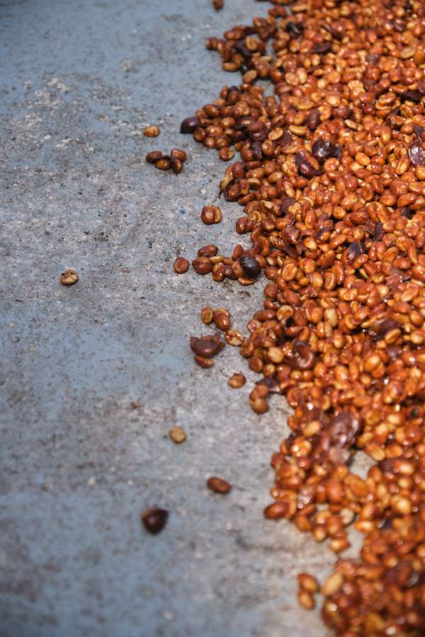 las lajas coffee beans drying