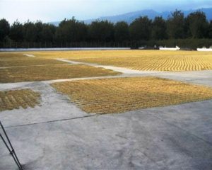 Large concrete area full of drying coffee beans