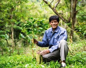 Man posing with a young coffee plant at Toarco, Indonesia