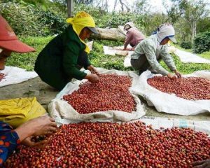Workers sorting coffee cherries for drying into beans at Toarco, Indonesia