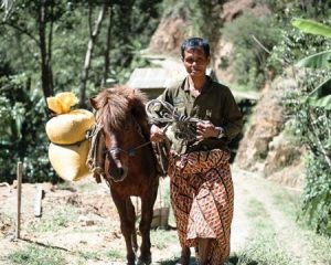 Toarco worker leading a small horse carrying large bags of coffee, Indonesia